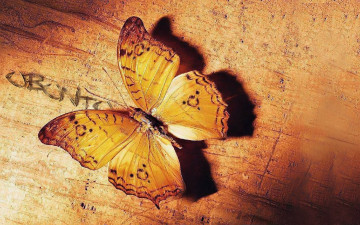 Картинка животные бабочки +мотыльки +моли бабочка пергамент