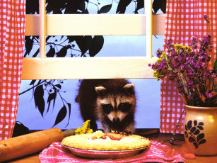 Картинка pie thief raccoon животные еноты