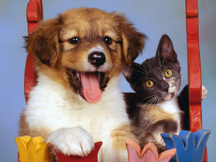Картинка pretty puppy and calico kitten животные разные вместе