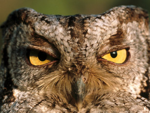 Картинка western screech owl montana животные совы