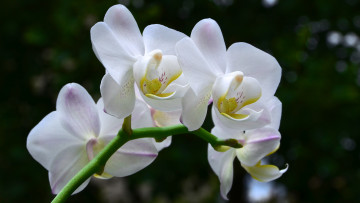 Картинка цветы орхидеи лепестки белые