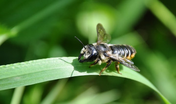 Картинка пчела животные пчелы осы шмели