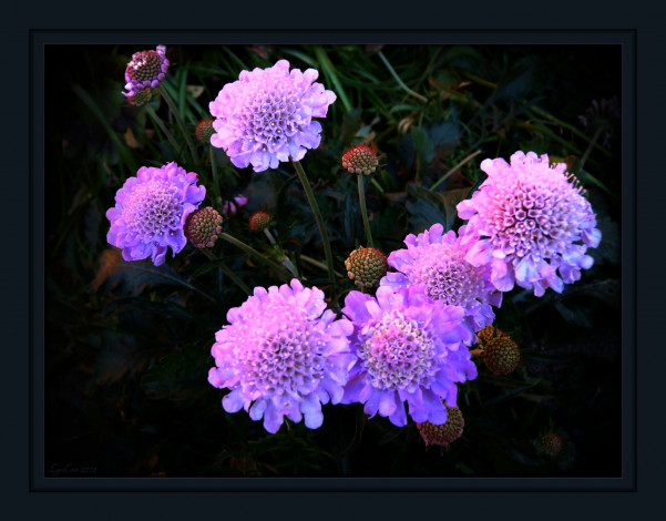 Обои картинки фото цветы, скабиоза, сиреневый