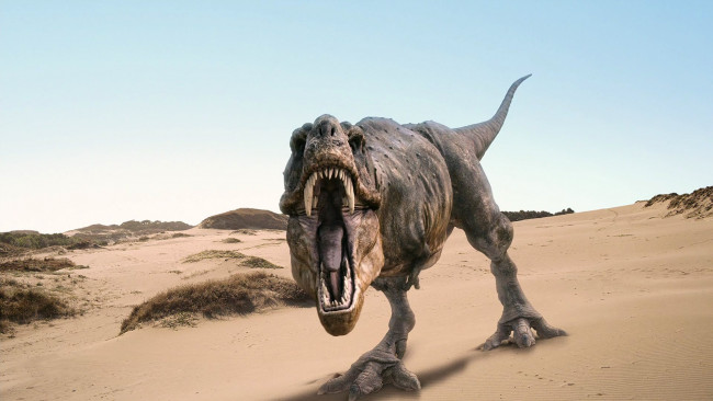Обои картинки фото tyrannosaurus, rex, 3д, графика, animals, животные, динозавр, хищник