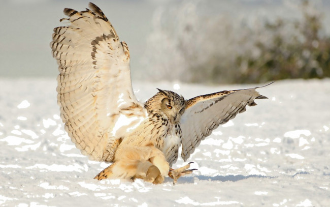Обои картинки фото животные, совы, сова, охота, снег