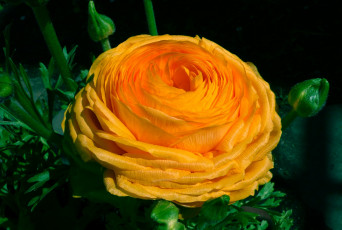 Картинка цветы ранункулюс азиатский лютик желтый
