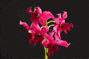 Картинка цветы орхидеи пышный