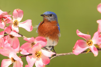 Картинка животные птицы цветы восточная сиалия ветка кизил
