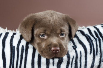 Картинка животные собаки лабрадор