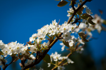 Картинка цветы цветущие деревья кустарники груша ветка небо