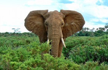 Картинка животные слоны слон кустарник саванна