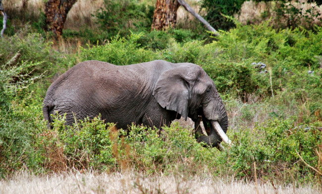 Обои картинки фото животные, слоны, слон, трава, джунгли