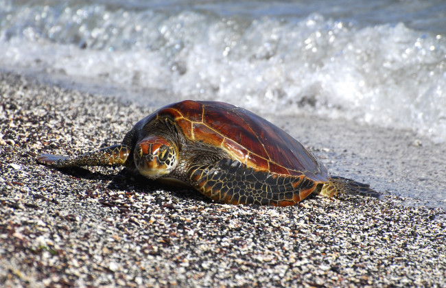 Обои картинки фото животные, Черепахи, волна, океан, черепаха, галька, пляж
