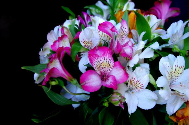 Обои картинки фото цветы, альстромерия, перуанская, лилия