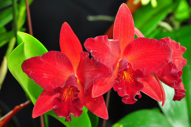 Обои картинки фото цветы, орхидеи, красный