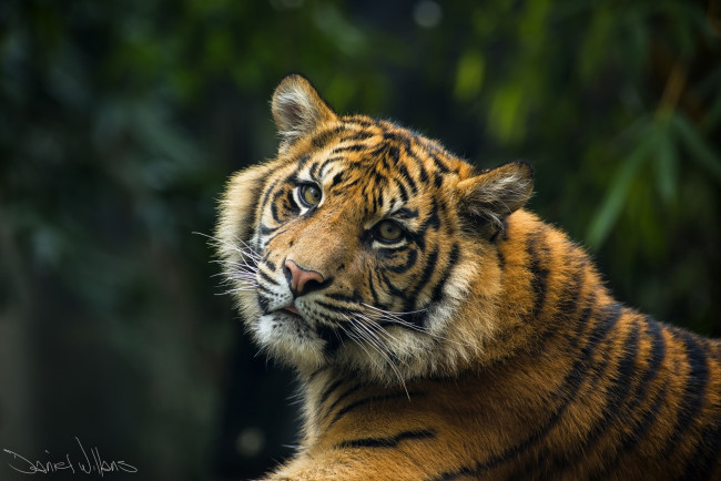 Обои картинки фото животные, тигры, портрет