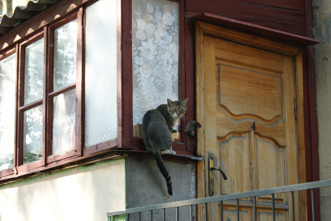 Обои картинки фото звоню, не, открывают, животные, коты, дверь, кот, звонок