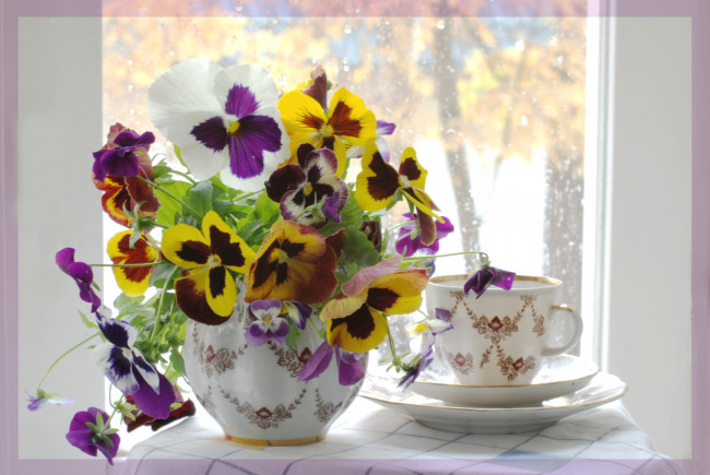 Обои картинки фото цветы, анютины, глазки, садовые, фиалки, виола, чашка