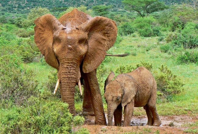 Обои картинки фото животные, слоны, детеныш, слониха, грязь, лужа, саванна