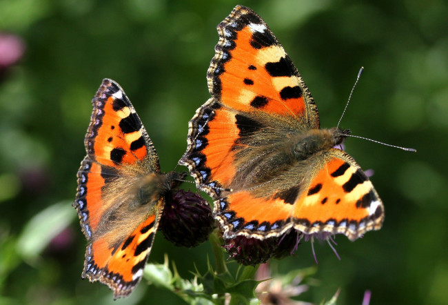 Обои картинки фото животные, бабочки, крылья