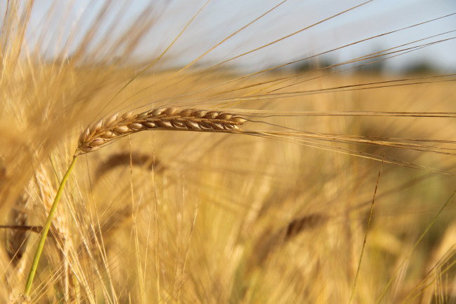 Обои картинки фото природа, макро, пшеница