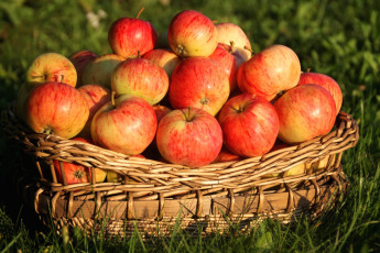 Картинка еда Яблоки плоды яблоки корзина