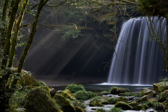Картинка природа водопады лучи растения лес водопад