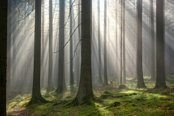 Картинка природа лес осень лучи свет туман