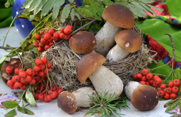 Картинка еда грибы +грибные+блюда рябина боровики