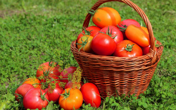 Картинка еда помидоры корзина урожай луг