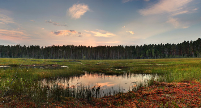 Обои картинки фото природа, реки, озера, отражение, озерце, облака, трава, лес
