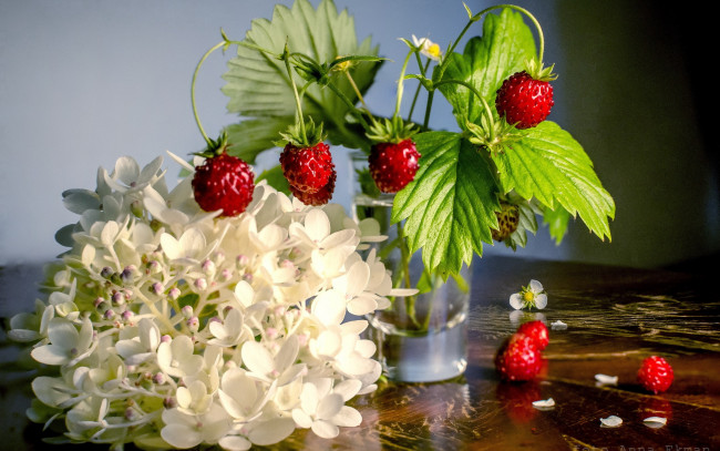Обои картинки фото еда, клубника,  земляника, фон, цветы, ягоды