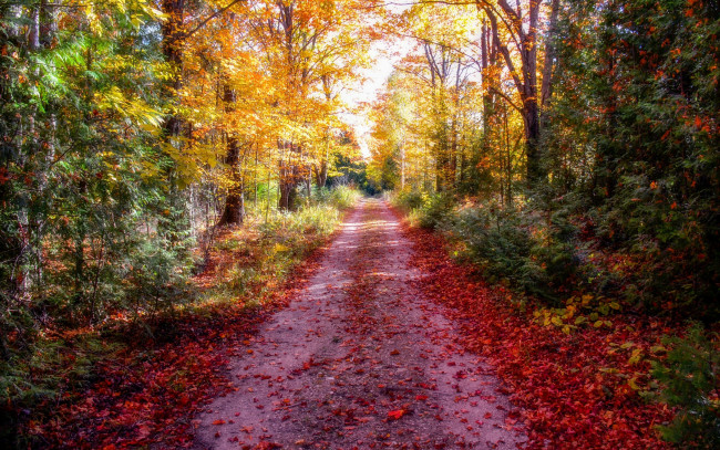 Обои картинки фото природа, дороги, дорога, осень, лес, обработка, лучи, солнца, листья