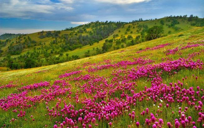 Обои картинки фото природа, луга, цветы, трава, склон, горы, небо