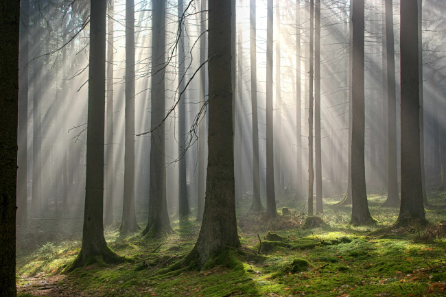 Обои картинки фото природа, лес, осень, лучи, свет, туман