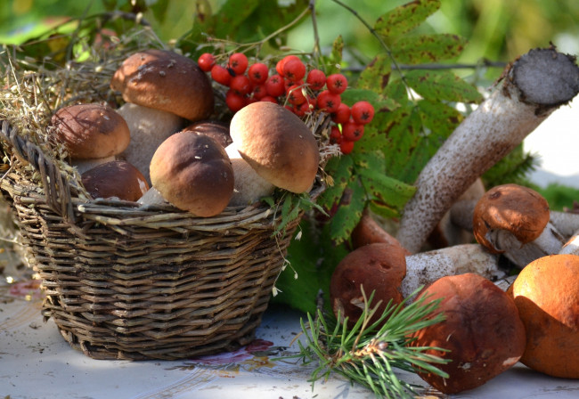 Обои картинки фото еда, грибы,  грибные блюда, рябина, боровики, корзина