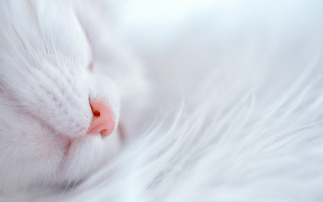 Обои картинки фото животные, коты, кот, сон, нос, белая, кошка