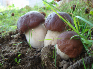 Картинка белые+грибы природа грибы боровики белые