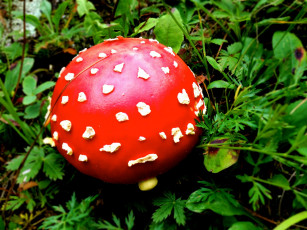 Картинка природа грибы +мухомор шляпка красная