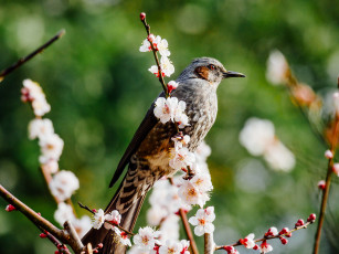 Картинка животные птицы мира вишня ветки весна боке цветение птица