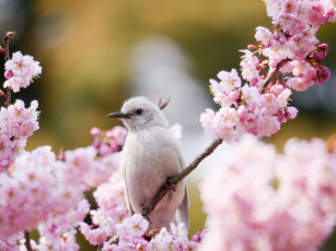 Картинка животные птицы птица весна цветение сакура ветка мира