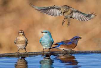 Картинка животные птицы голубая сиалия западная крылья вода