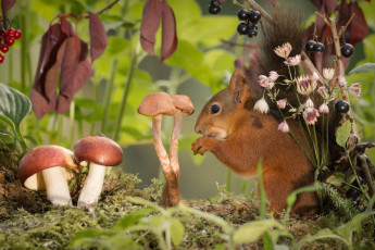 Картинка животные белки грызун белка ягоды мох грибы ветки листья природа