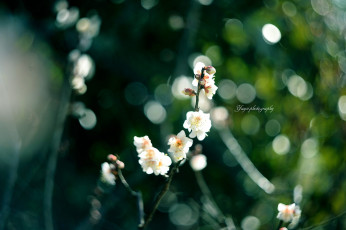 Картинка цветы сакура +вишня цветение размытость весна ветка яей