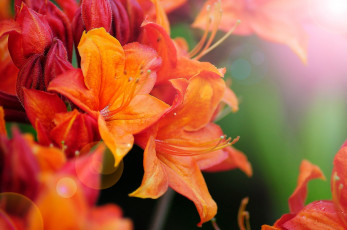 Картинка цветы рододендроны+ азалии рододендрон макро азалия боке