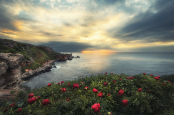Картинка природа моря океаны море пейзаж рассвет пионы скалы цветы болгария