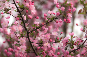 Картинка цветы сакура +вишня дерево ветки розовый цветение весна