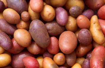 Картинка еда картофель клубни много урожай