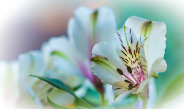 Картинка цветы альстромерия цветок природа растение лилия лепестки
