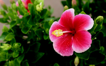 Картинка цветы гибискусы гибискус гавайи пестик цветок листья зелень тропики